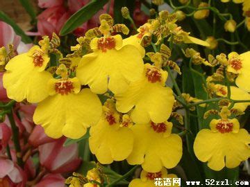 文心蘭的花語|【文心蘭 花語】文心蘭的花語：揭秘花卉界的愛情使者！